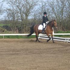 Anden særlig race philina