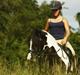 Irish Cob | Rain | 