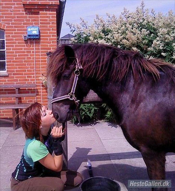 Islænder Skotti fra Velling - Skotti & jeg :) <3 billede 1