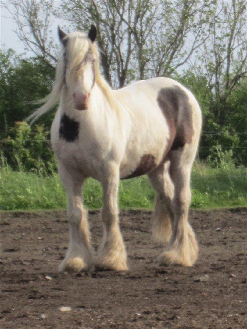 Tinker Disney - min bedste ven [Solgt] billede 20