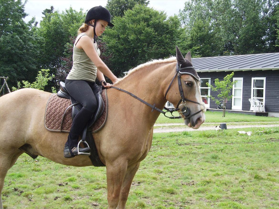 Haflinger Max  billede 8