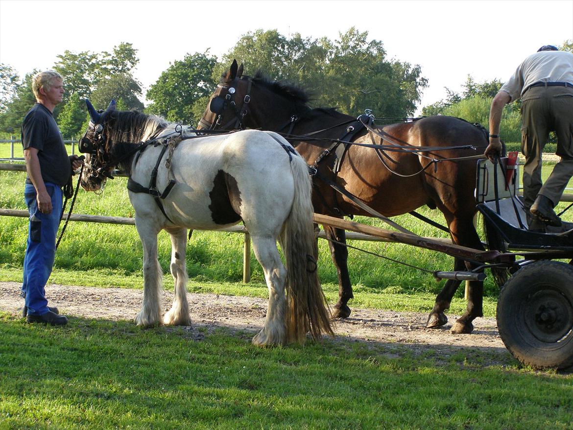 Irish Cob Beer's Vupsi of Tango billede 17