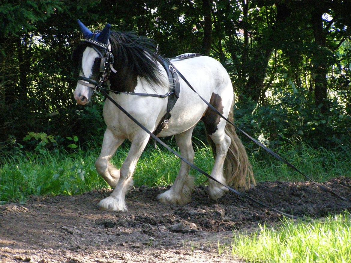 Irish Cob Beer's Vupsi of Tango billede 18