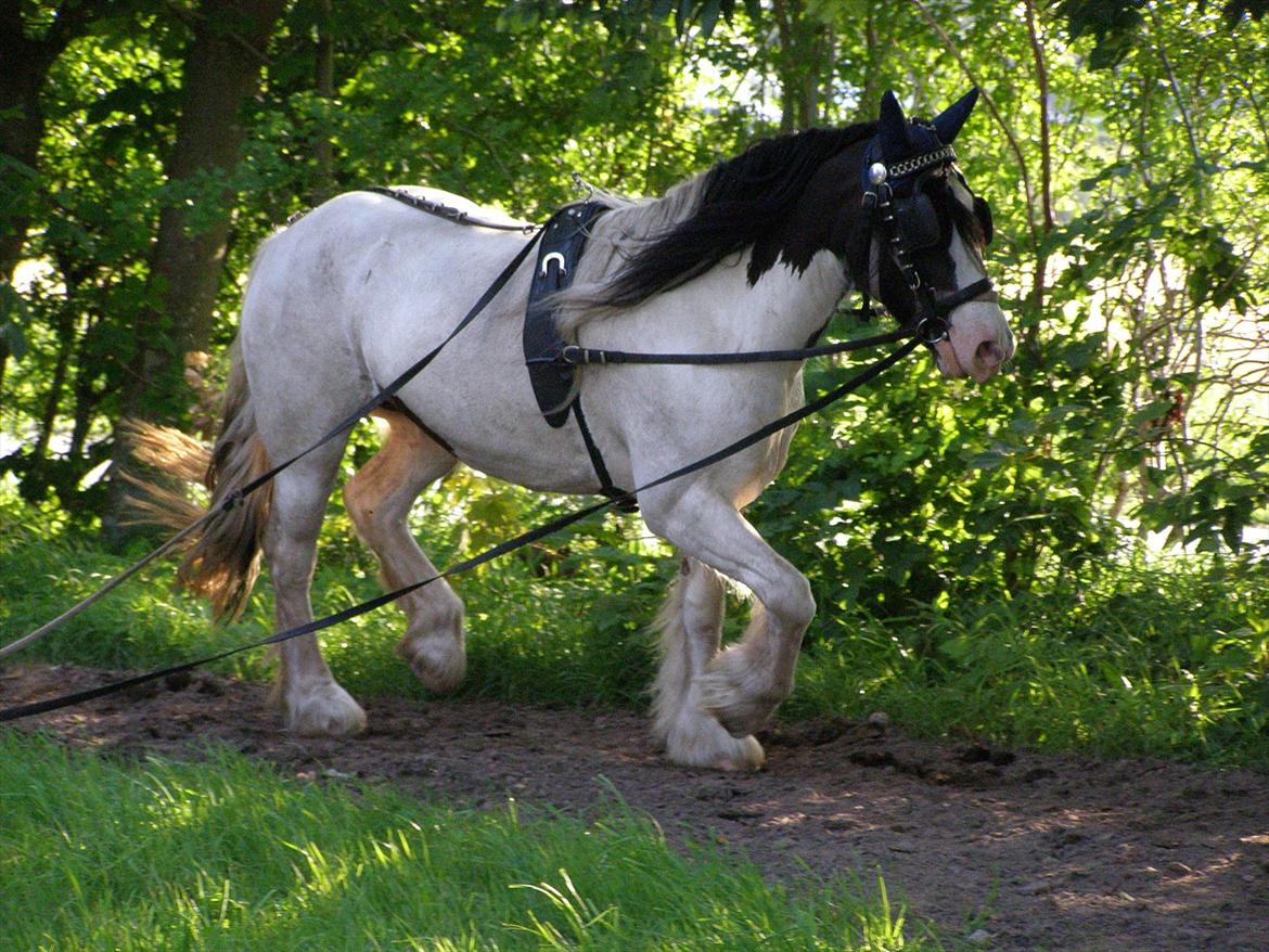 Irish Cob Beer's Vupsi of Tango billede 19