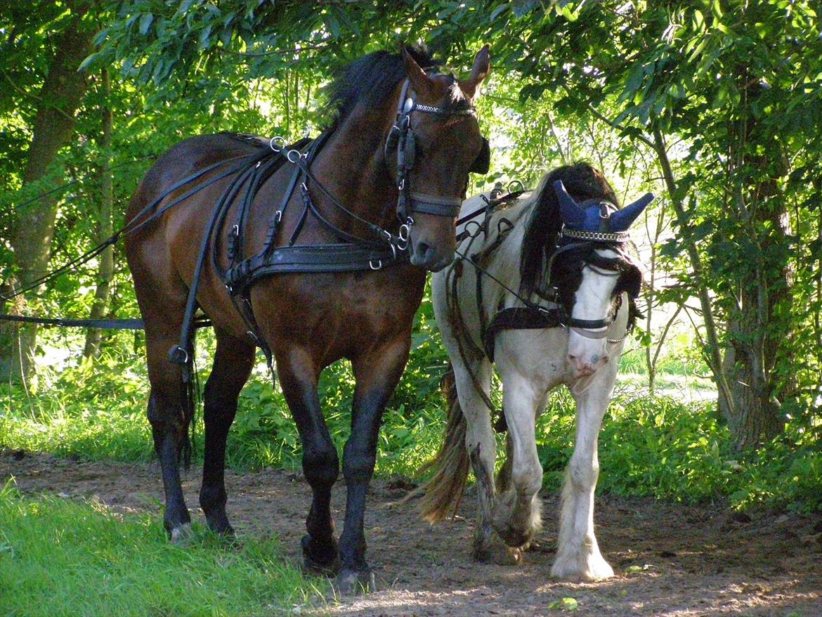 Irish Cob Beer's Vupsi of Tango billede 20