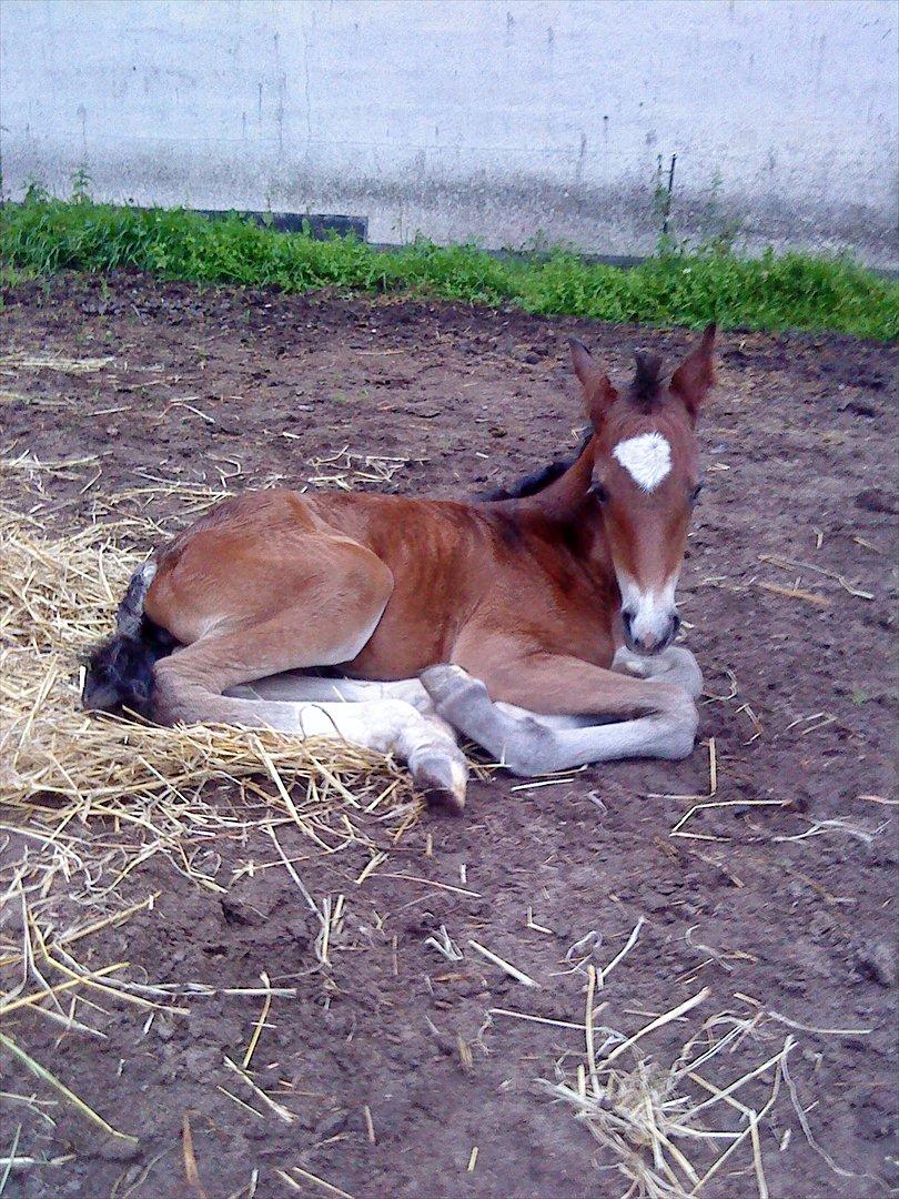 Welsh Cob (sec D) Rivers Perky Princess billede 1