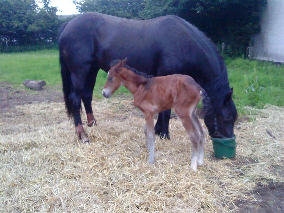 Welsh Cob (sec D) Rivers Perky Princess billede 2
