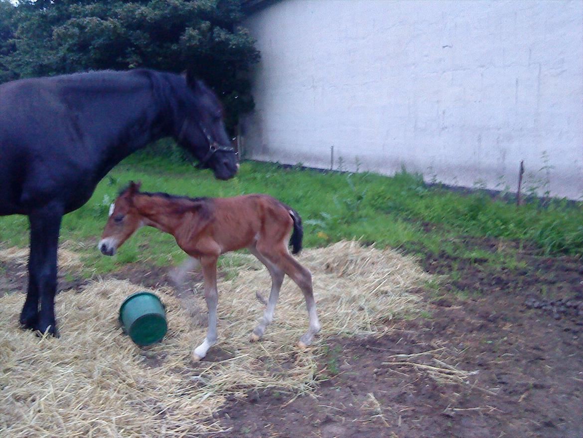 Welsh Cob (sec D) Rivers Perky Princess billede 3