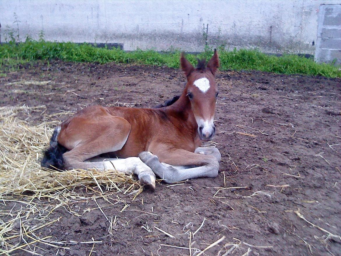 Welsh Cob (sec D) Rivers Perky Princess billede 4