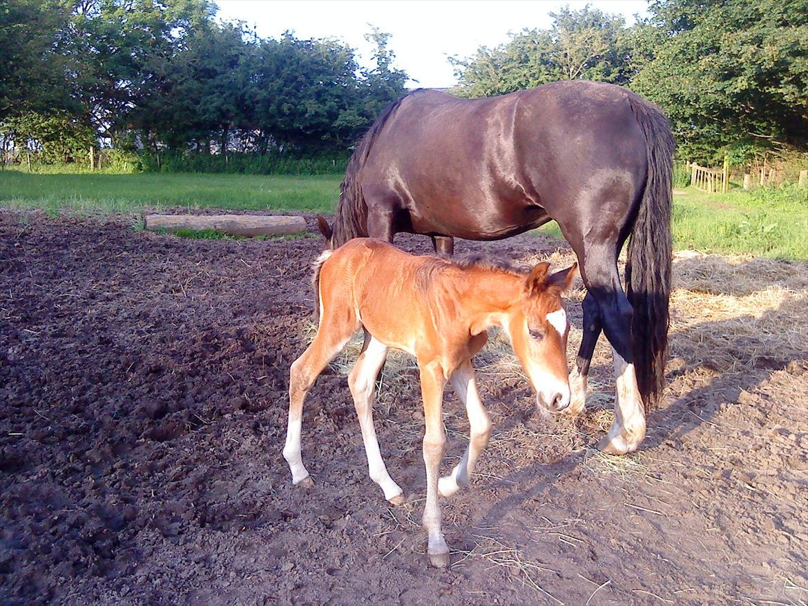 Welsh Cob (sec D) Rivers Perky Princess billede 6