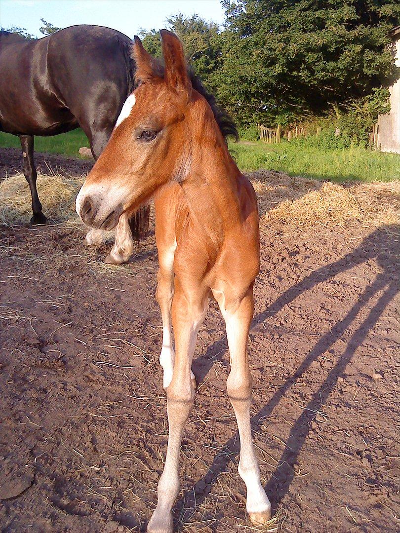 Welsh Cob (sec D) Rivers Perky Princess billede 7
