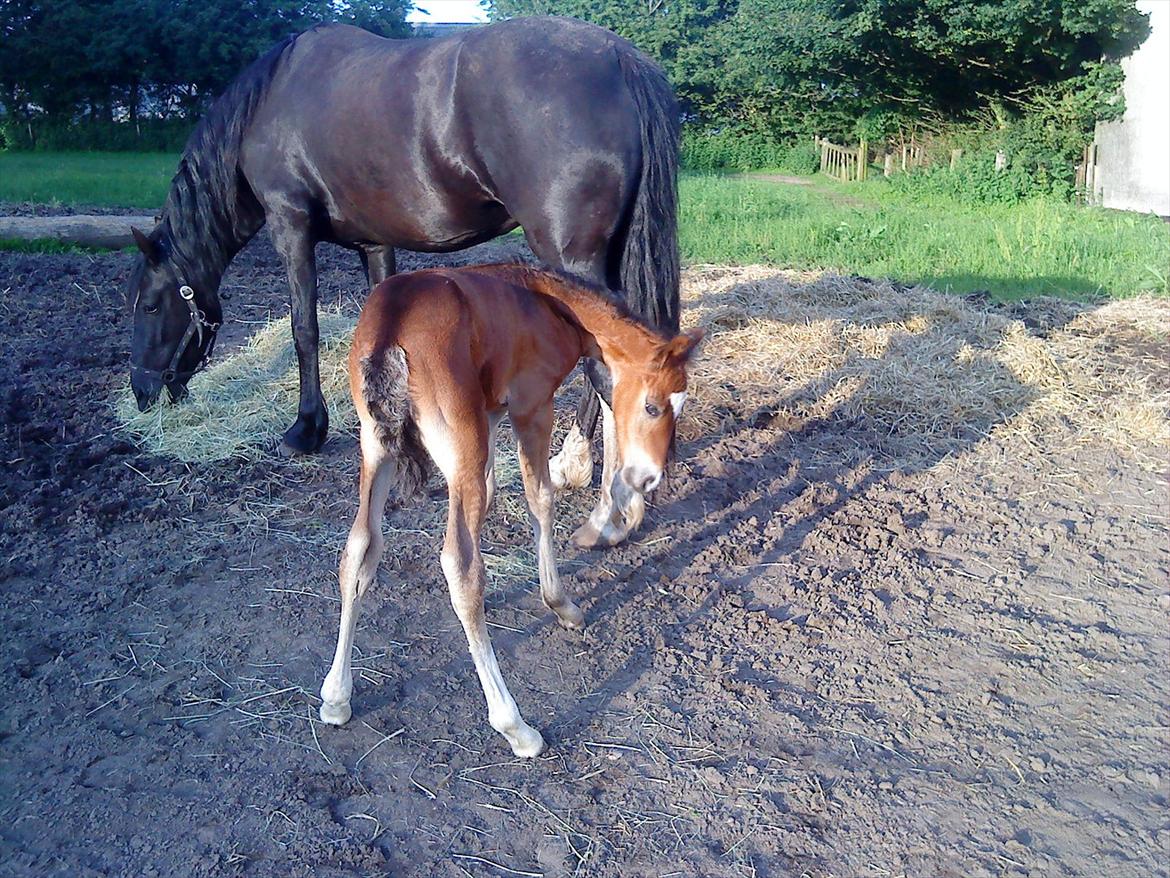 Welsh Cob (sec D) Rivers Perky Princess billede 8