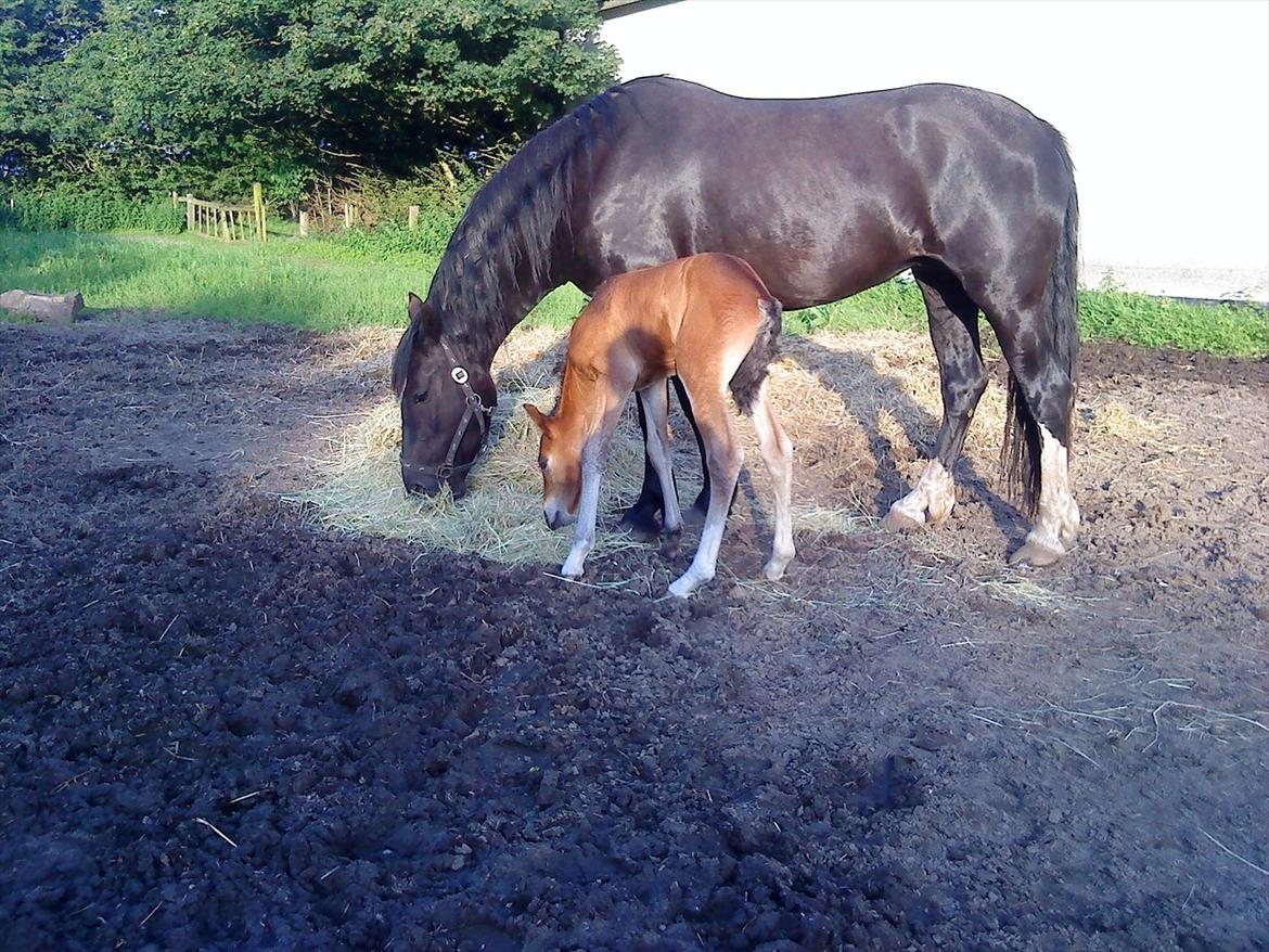 Welsh Cob (sec D) Rivers Perky Princess billede 9