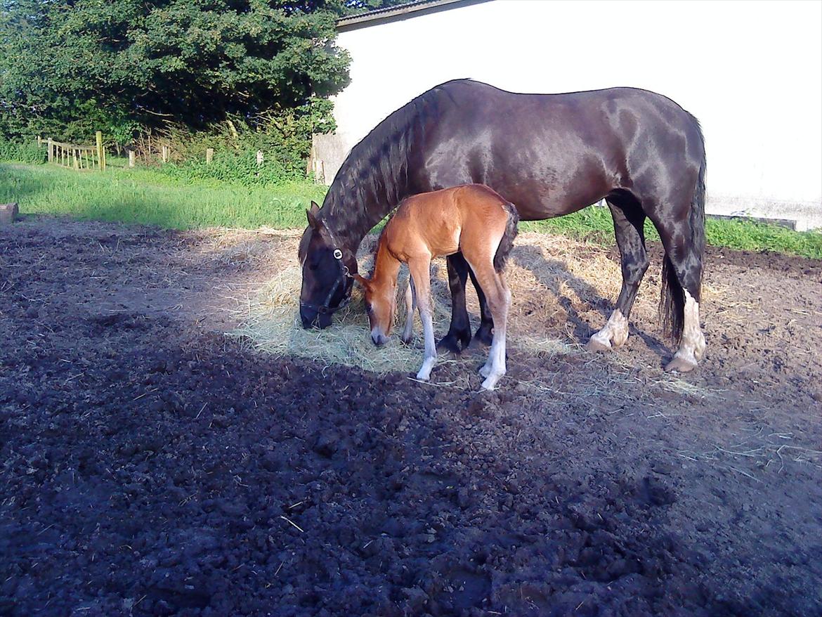 Welsh Cob (sec D) Rivers Perky Princess billede 10