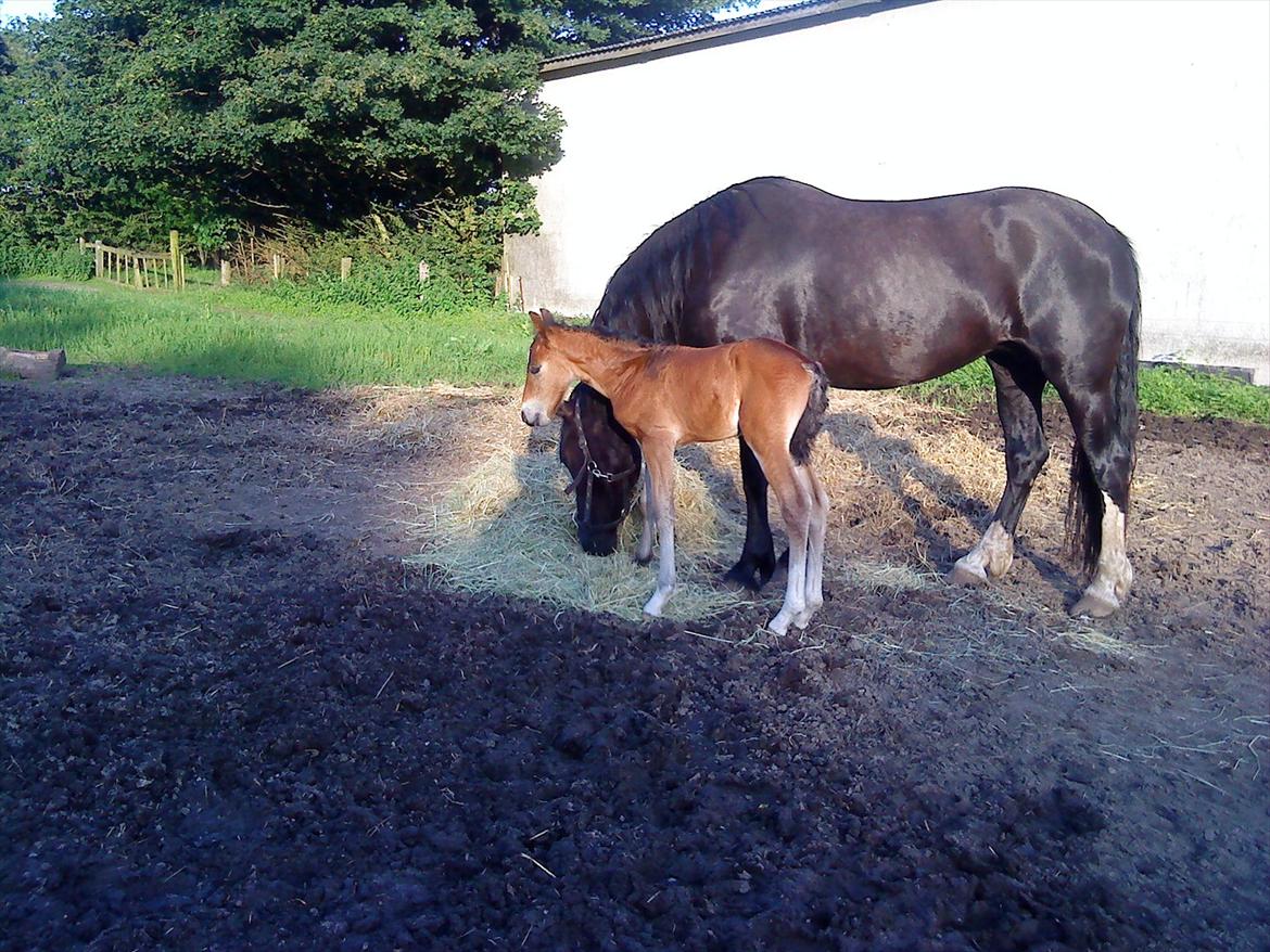Welsh Cob (sec D) Rivers Perky Princess billede 11