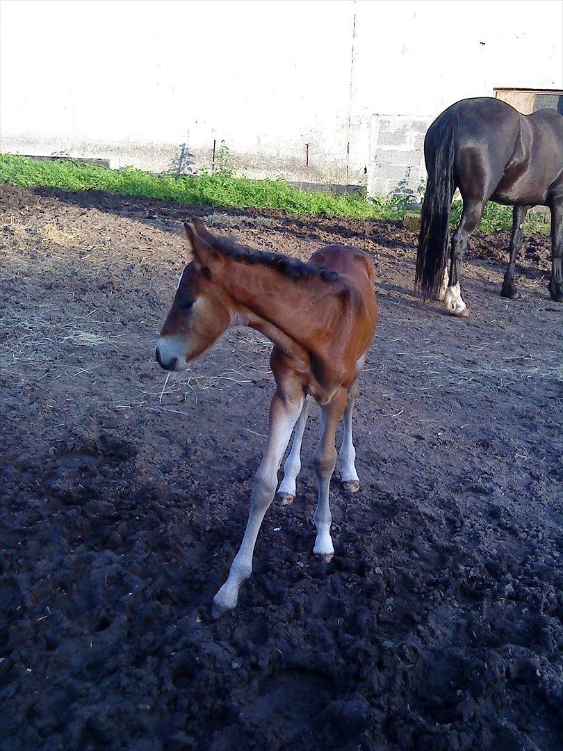 Welsh Cob (sec D) Rivers Perky Princess billede 12