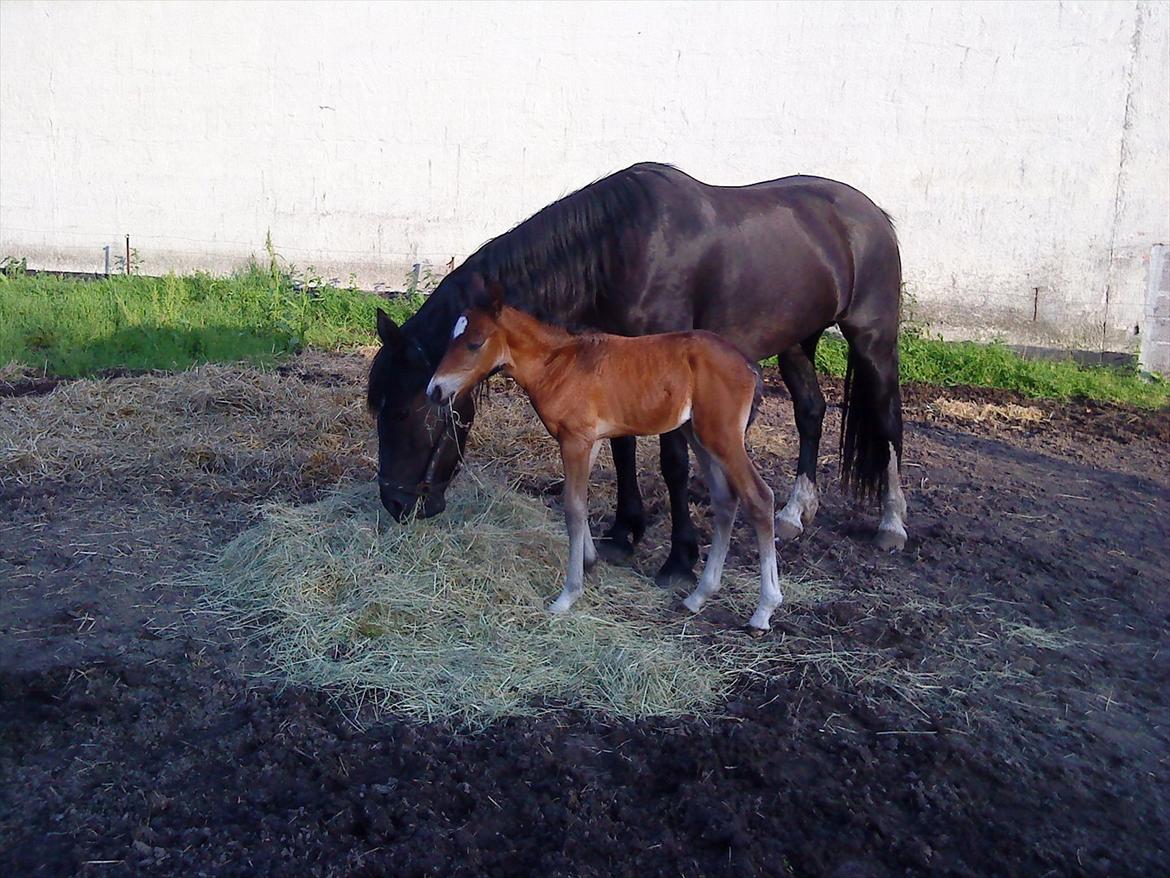 Welsh Cob (sec D) Rivers Perky Princess billede 13