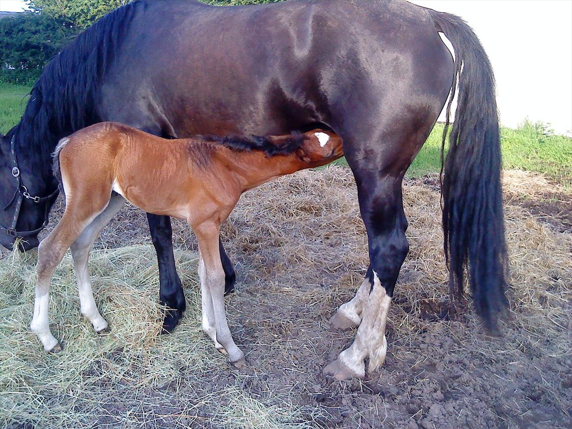 Welsh Cob (sec D) Rivers Perky Princess billede 14