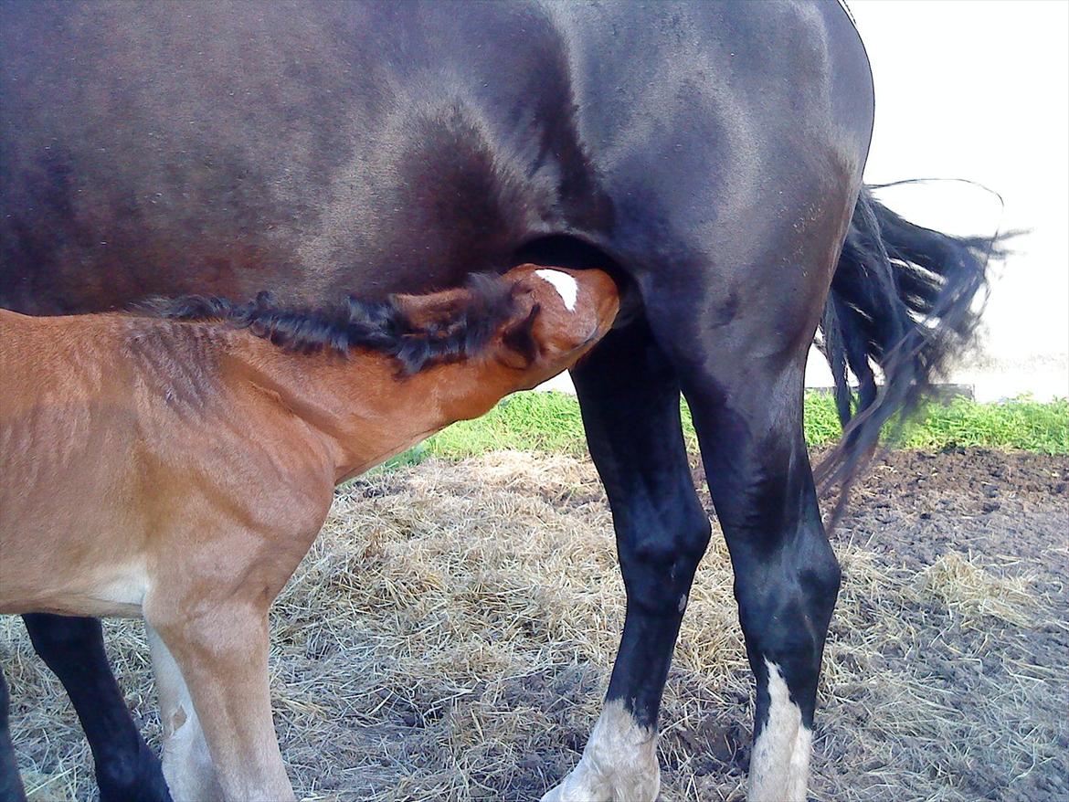 Welsh Cob (sec D) Rivers Perky Princess billede 15