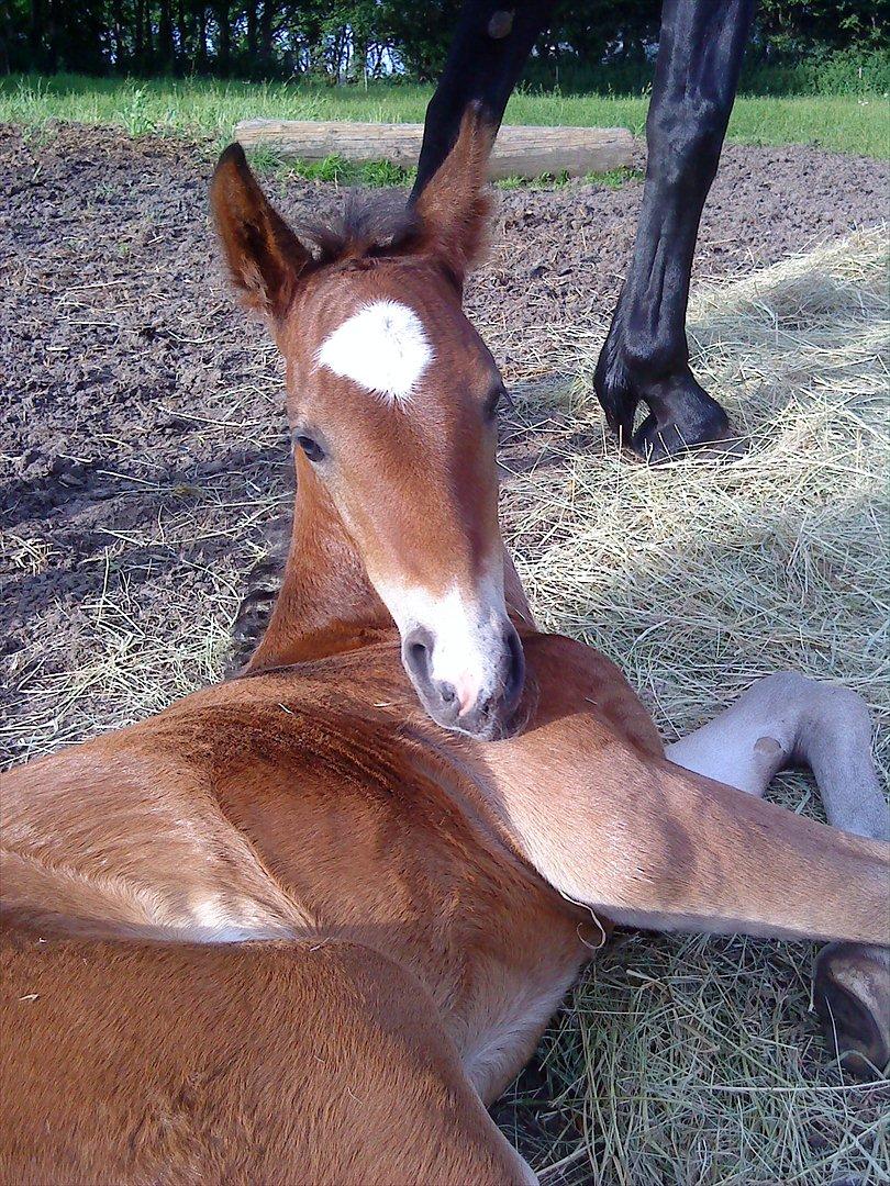Welsh Cob (sec D) Rivers Perky Princess billede 16