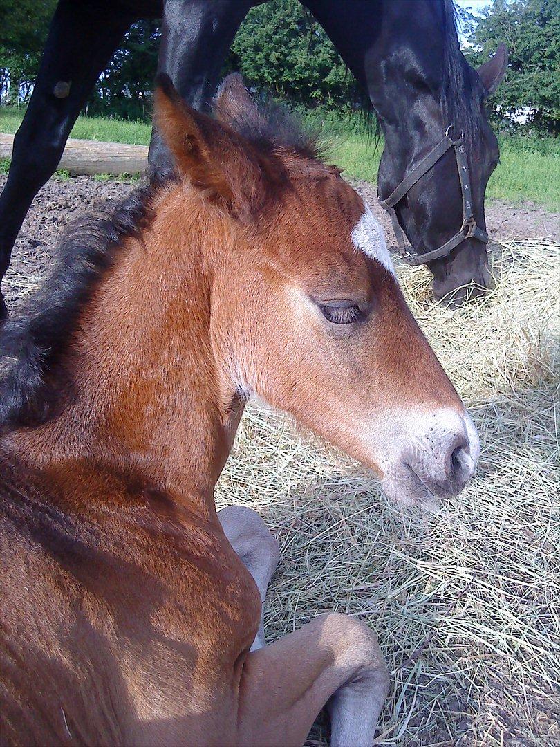 Welsh Cob (sec D) Rivers Perky Princess billede 17