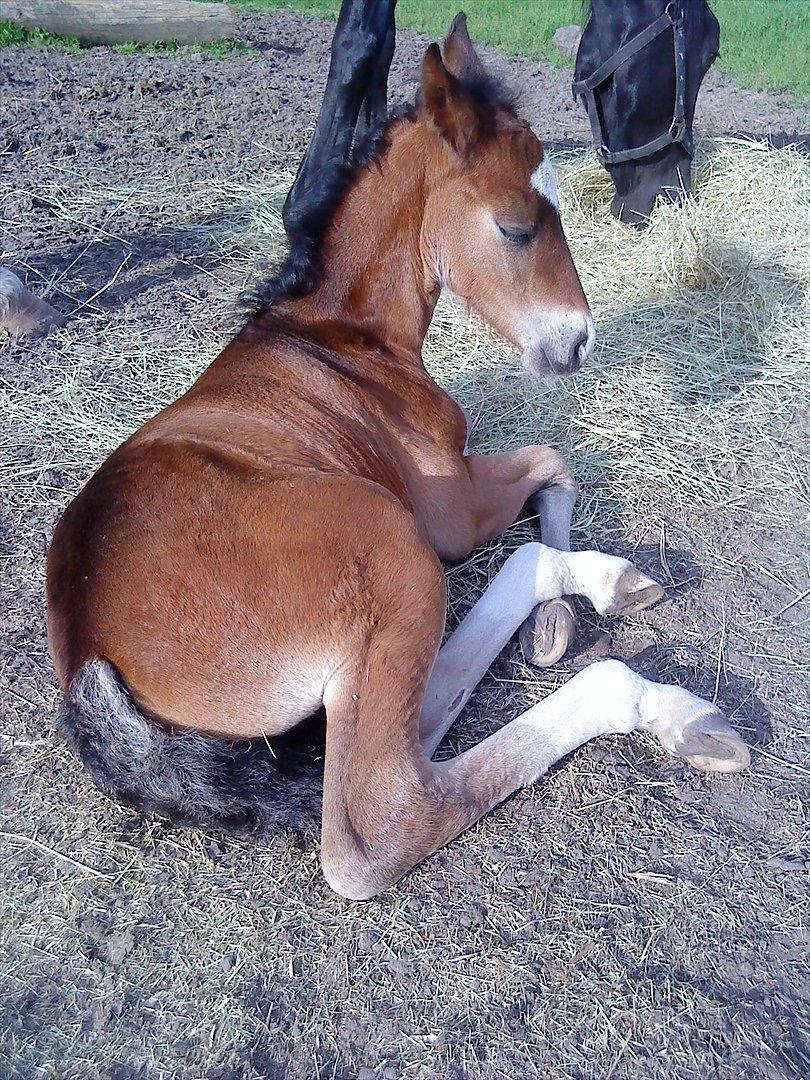 Welsh Cob (sec D) Rivers Perky Princess billede 18