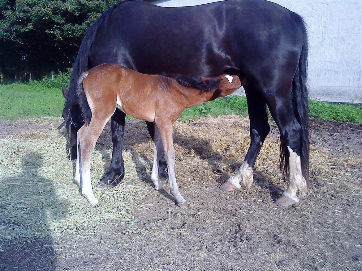 Welsh Cob (sec D) Rivers Perky Princess billede 19