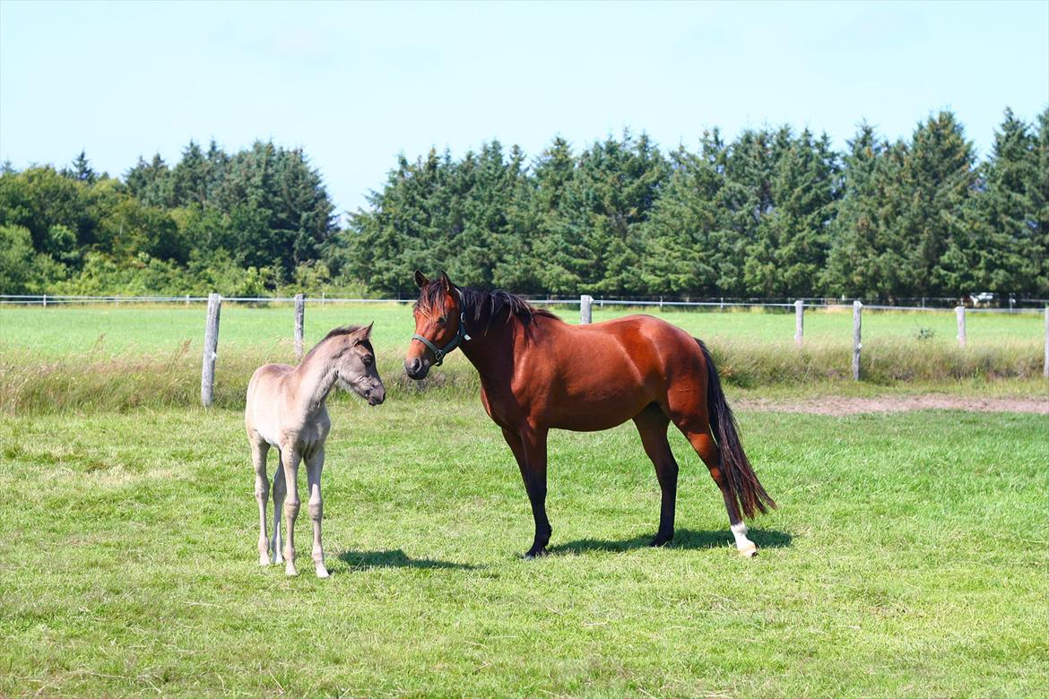 New Forest Calandias Eclipse billede 20