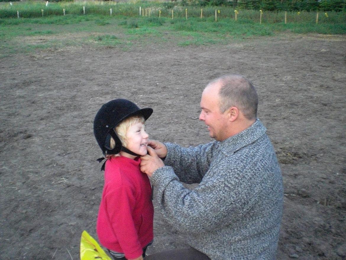 Shetlænder maggi billede 8