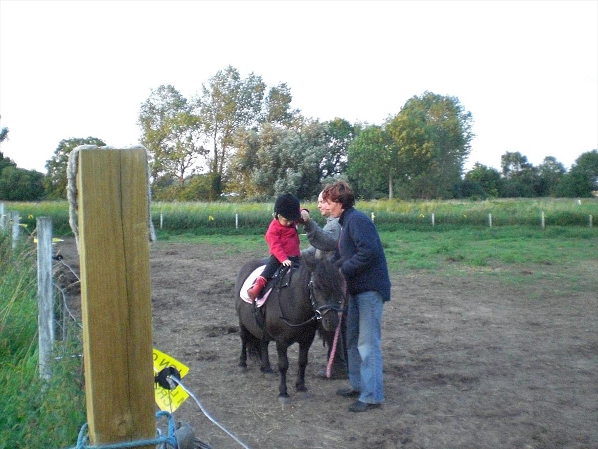 Shetlænder maggi billede 9