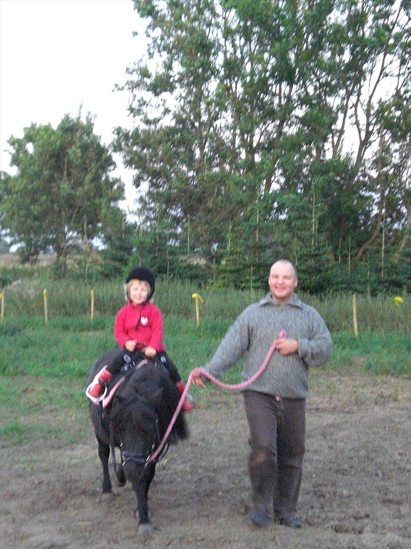 Shetlænder maggi billede 10