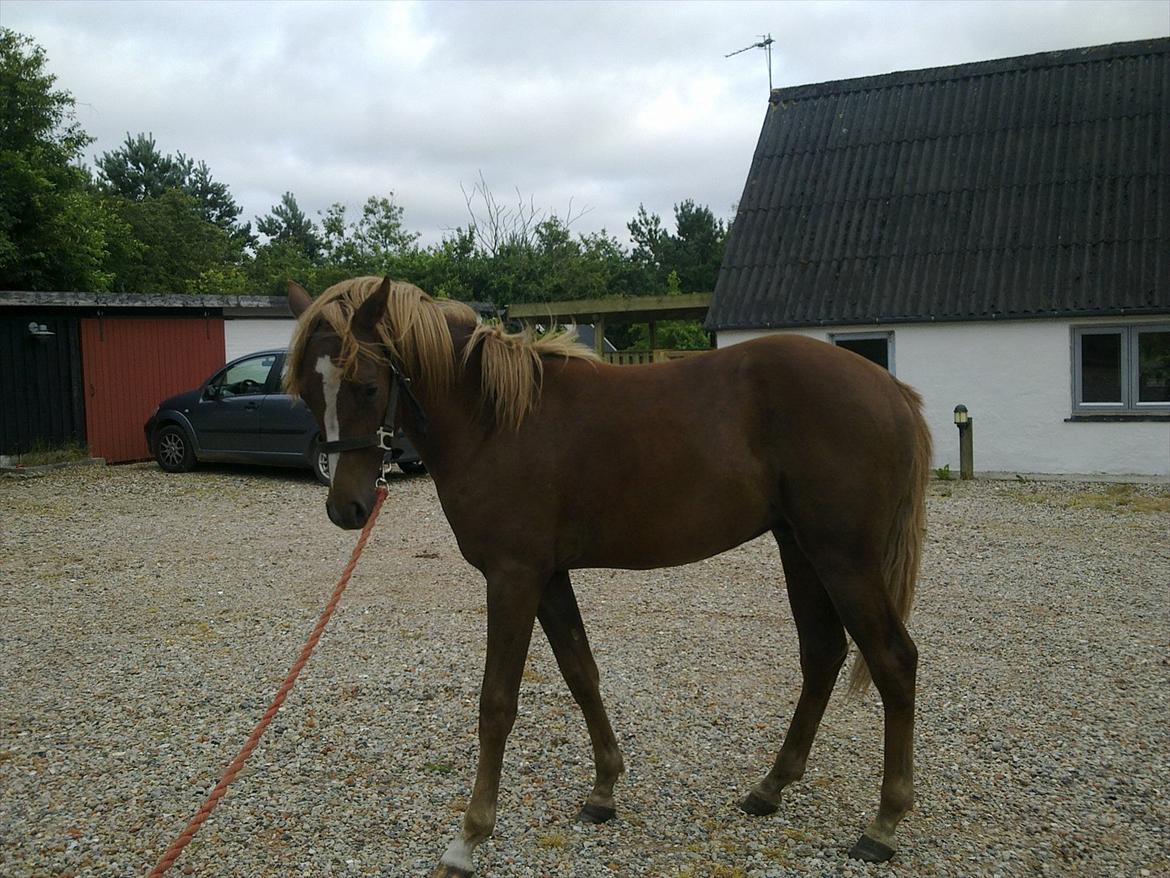 DSP Bentzens Baloo - Bentzens Baloo inde af rejse fra Tidl. ejer billede 8