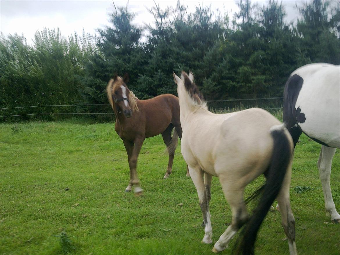 DSP Bentzens Baloo - Baloo møder Drengebanden  billede 9