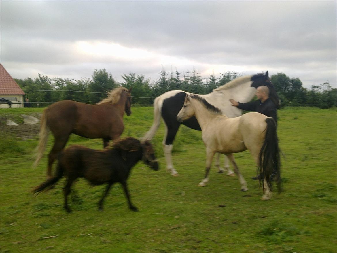 DSP Bentzens Baloo - Brutus, Baloo, Mister og Zæzar billede 10