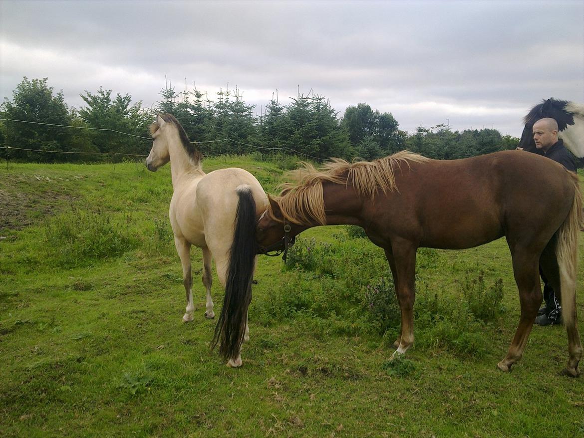 DSP Bentzens Baloo - Baloo og Mister billede 11