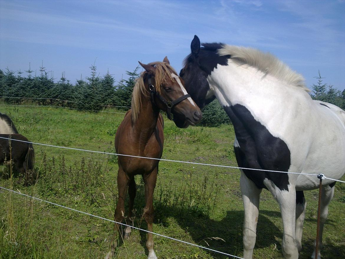 DSP Bentzens Baloo - Baloo og Zæzar billede 12