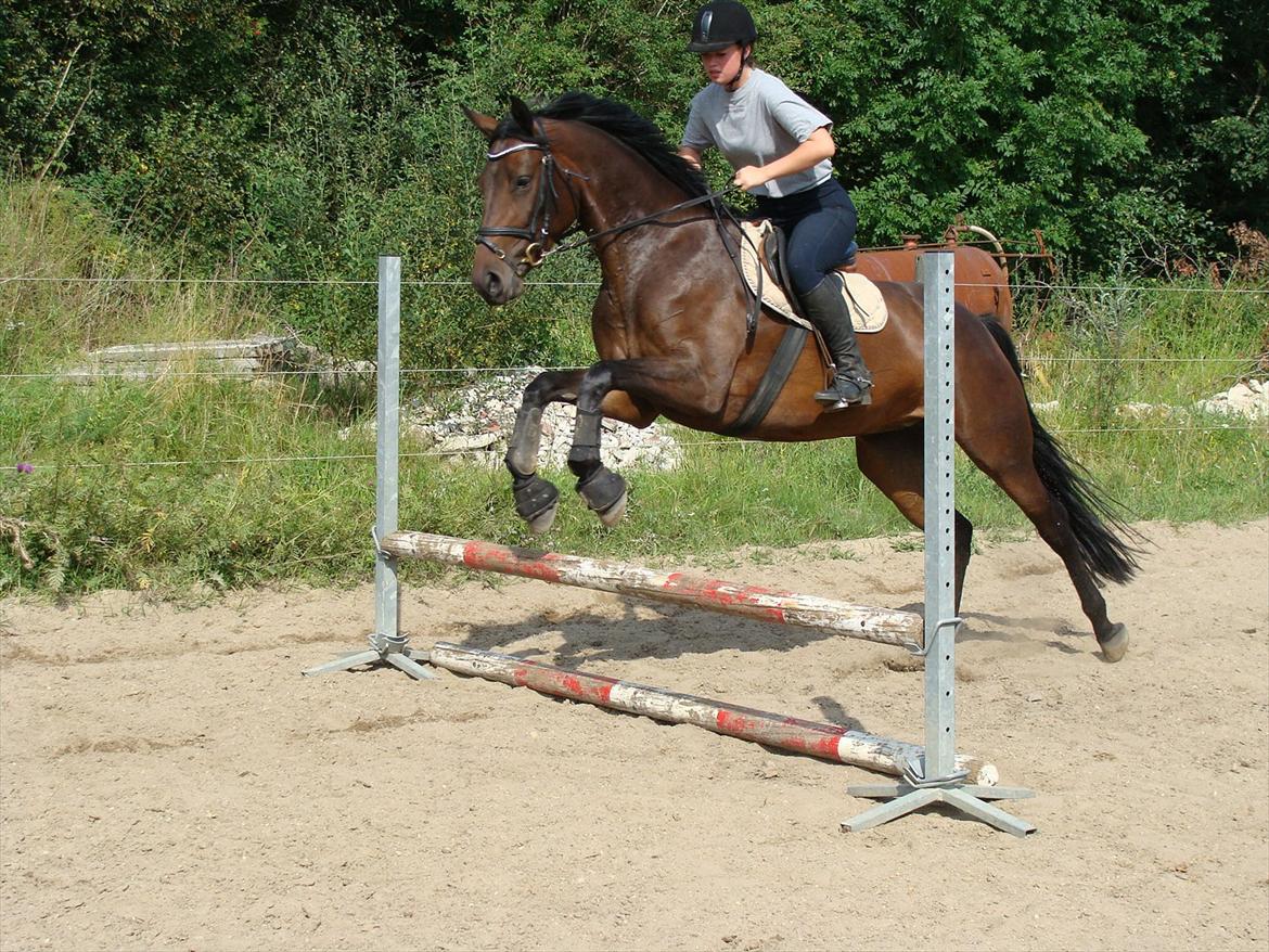 Pinto Gaasdal´s Spotless - Springtræning juli 2011 billede 17