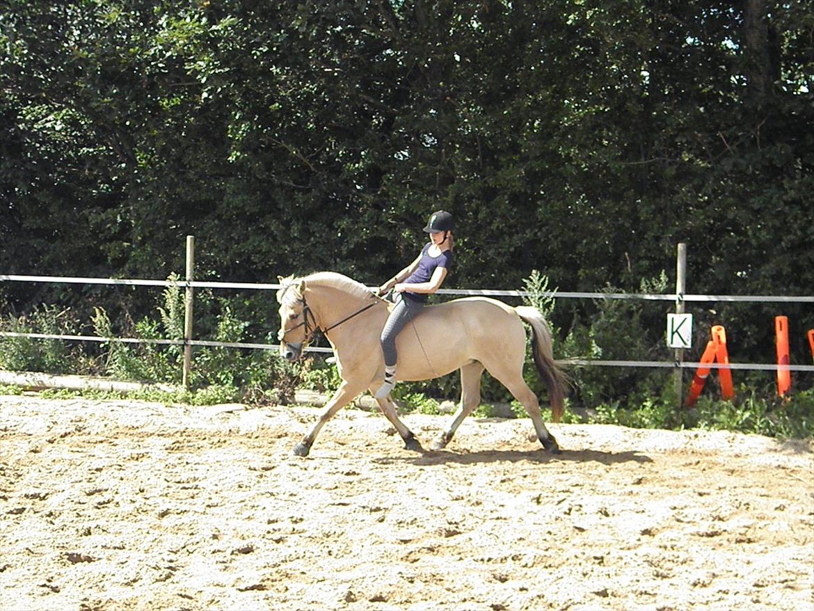 Fjordhest Emir Stanstorp (SOLGT) - Dresur!;-) billede 16