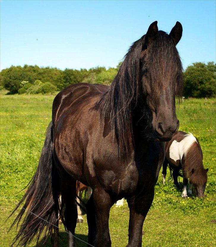 Frieser Chelly<3 billede 2