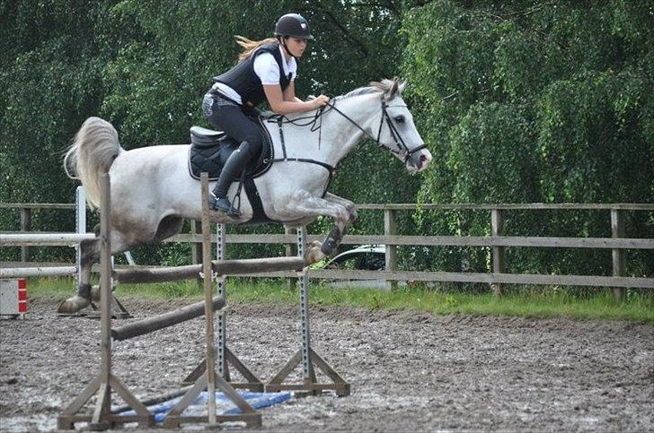 Irsk Sportspony Derrygimlas Atlantic Fox - B pony - SPRINGCAMP 2011 billede 15