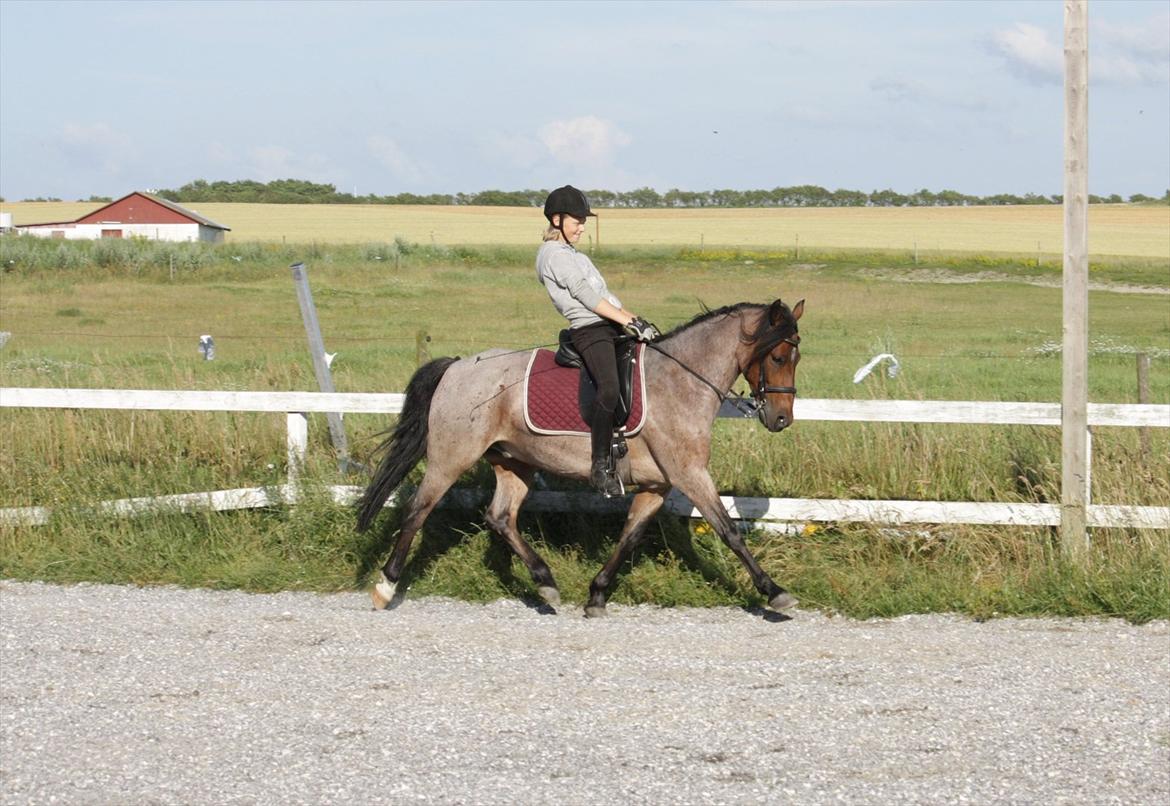 Anden særlig race Strauss (Strussen) <3 - Spangbogaard Ridelejr 2011 :)
Her dressurtræning, Strauss og jeg i en LILLE øgning.  billede 11