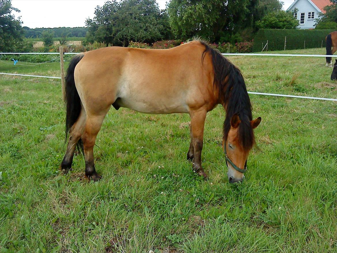 Anden særlig race Don Vito <3 Min gammle pony<3 - Sommergræs fra 09 billede 15