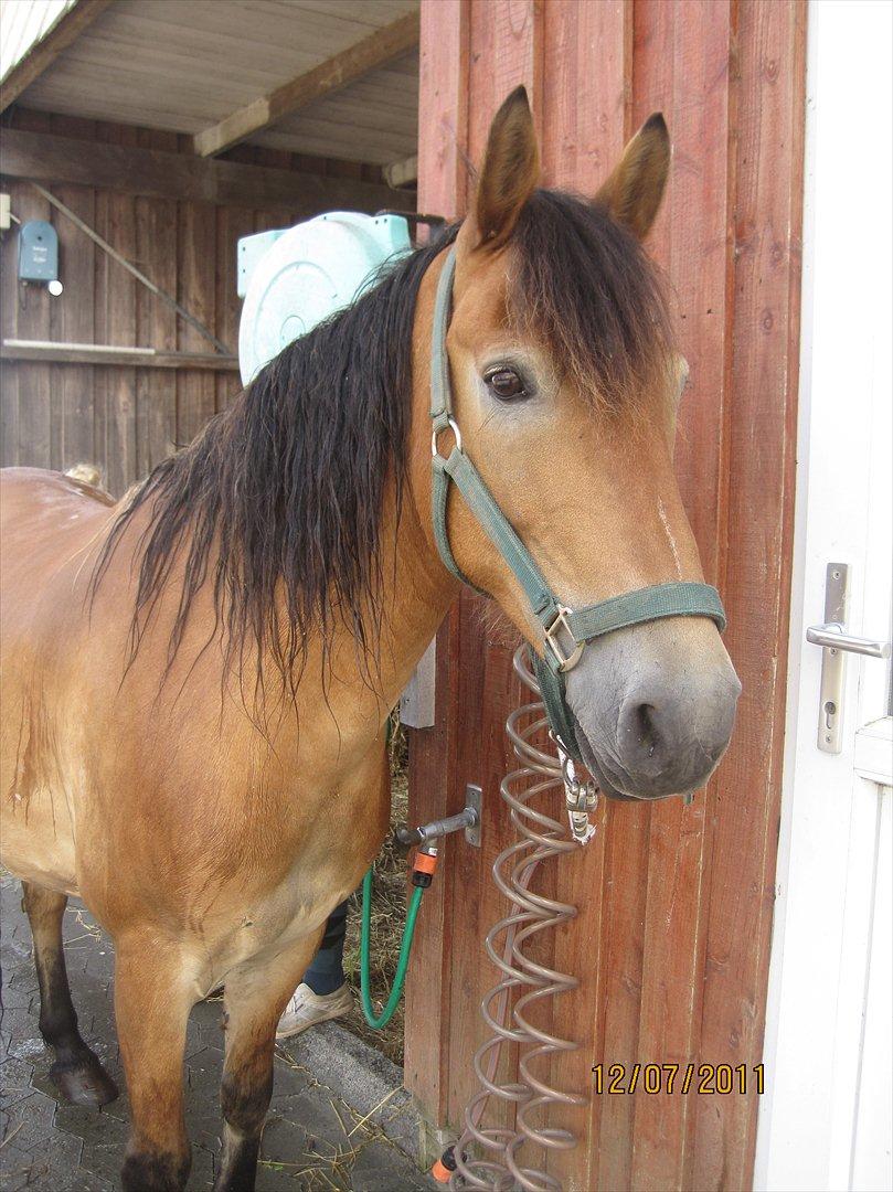 Anden særlig race Don Vito <3 Min gammle pony<3 - ii bad!! :D billede 16