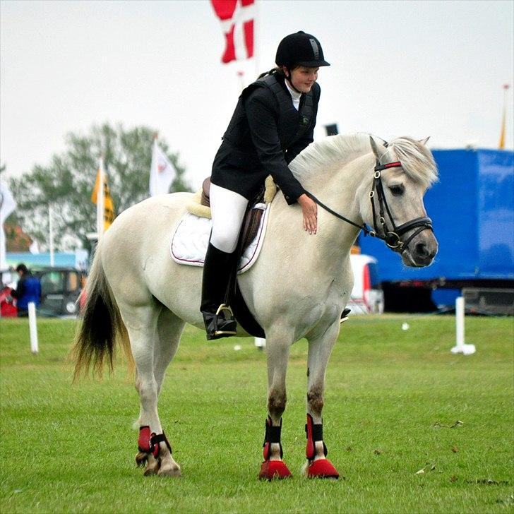 Fjordhest | Møllebjergs Bambine  - dygggtiiiggeee poooni <3 billede 13