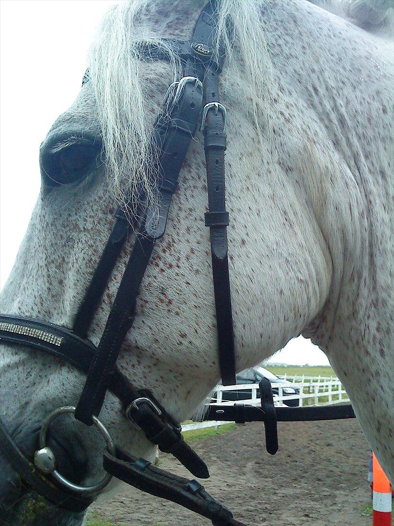 Connemara Blue  - Smukke,dejlige Blue ♥♥ billede 2