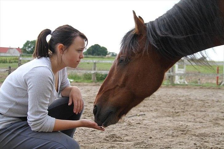 Welsh Cob (sec D) Rambo. - du er en speciel ven. en der kan pisse mig helt af, og gøre mig glad for selv samme tid.
men du betyder altverdens for mig. jeg vil på ingen måde miste det vi har. eller over hovedet miste dig. 
jeg elsker dig.. billede 14