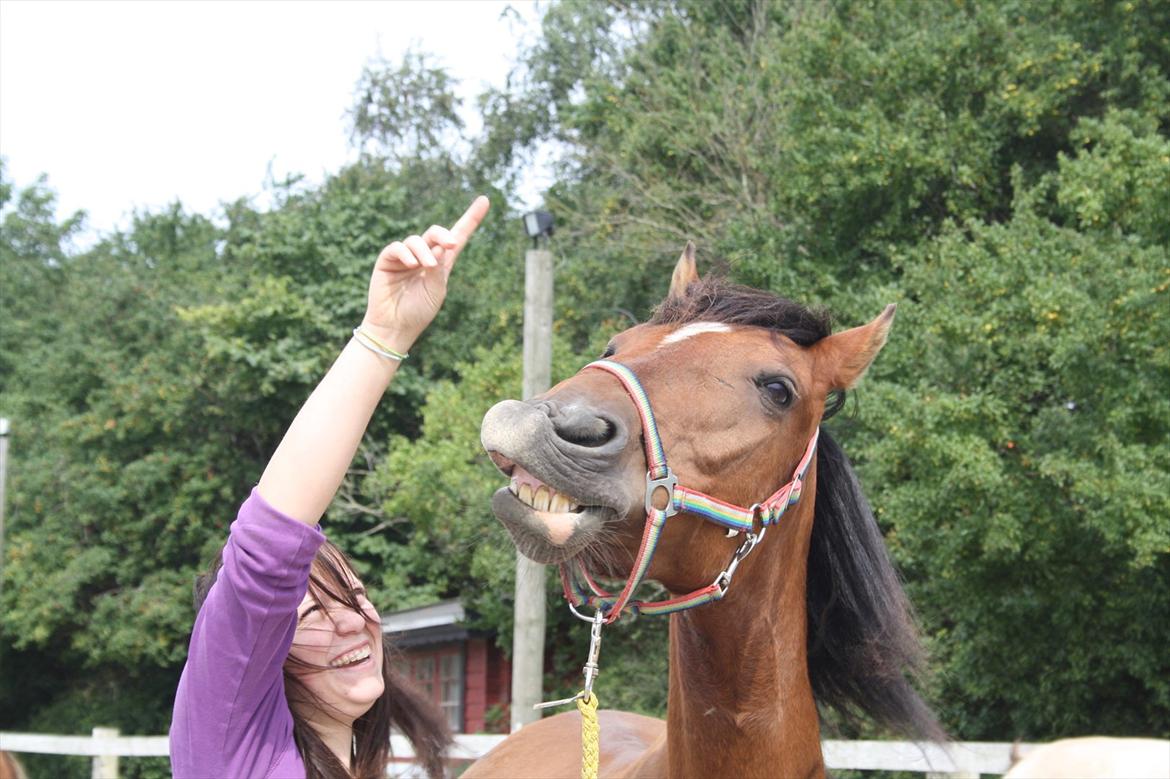 Welsh Cob (sec D) Rambo. - du gør mig glad..
trick: smile.
Foto: Signe T billede 15