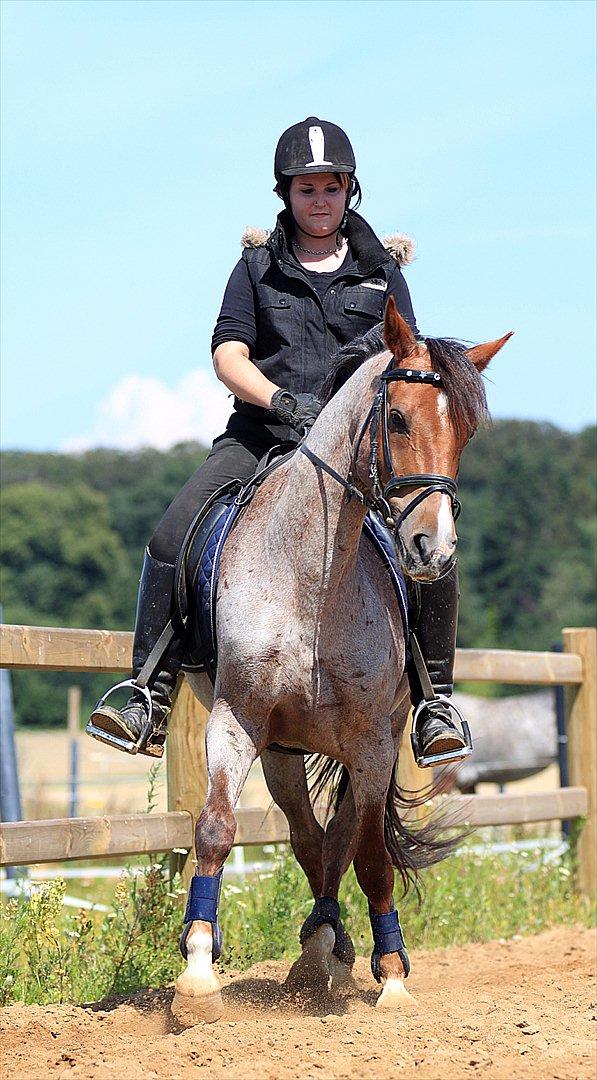 Hollandsk Sportspony Goya - Goya i den dejlig Versade D. 29/7-11 Foto: Camilla billede 43