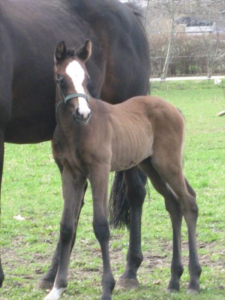 Fuldblod (XX) Mill's Finest billede 2