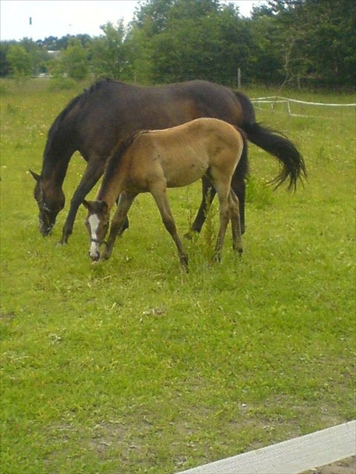 Fuldblod (XX) Mill's Finest billede 5